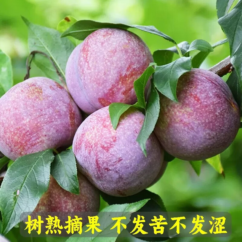 信宜钱排银妃级2斤装三华李红心甜辣酸脆(脆:冷藏;甜:常温) 净重2斤(尝鲜装贵在运费) 大果(一斤15个左右)