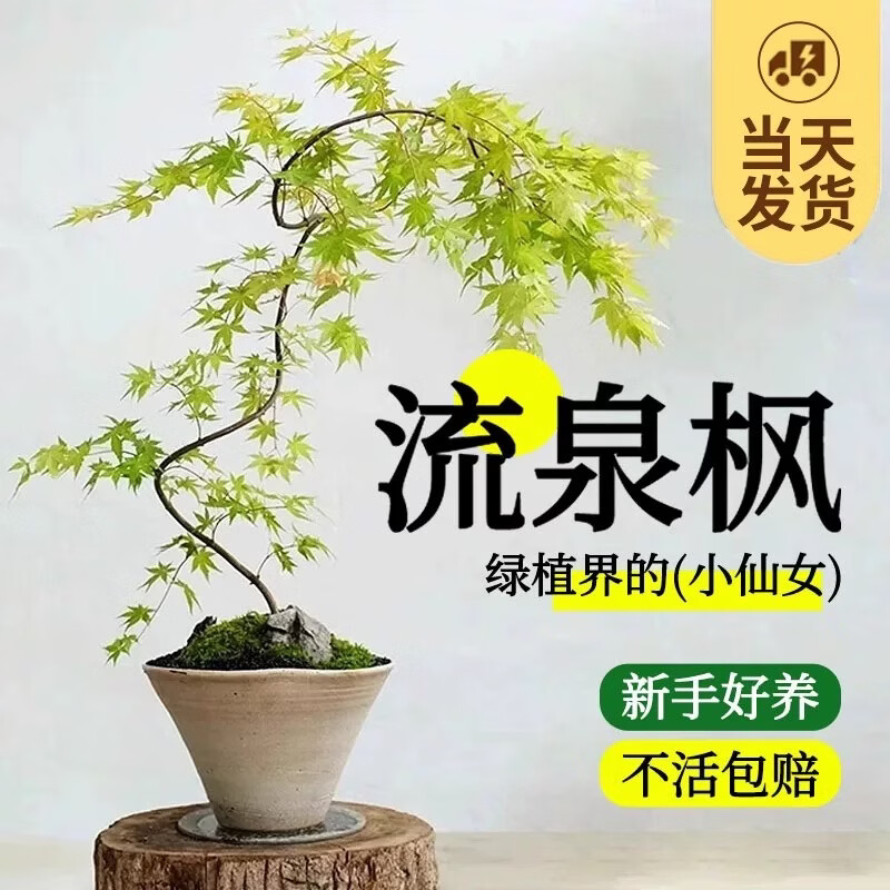 流泉枫盆栽绿植飘枝造型书房客厅植物黄金柳泉网红禅意盆景好养活 造型黄金流泉枫70-80厘米高赠肥