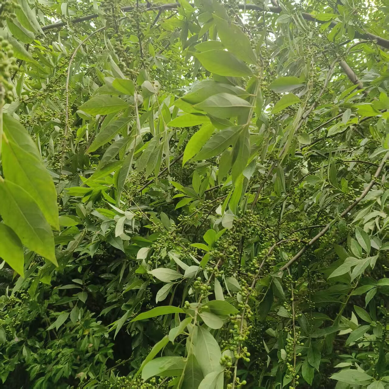 新鲜现摘木姜子山苍子木香子木樟子山胡椒山姜子辣姜子顺丰包邮 现摘木姜子 大小随时间推移慢慢变大 2斤