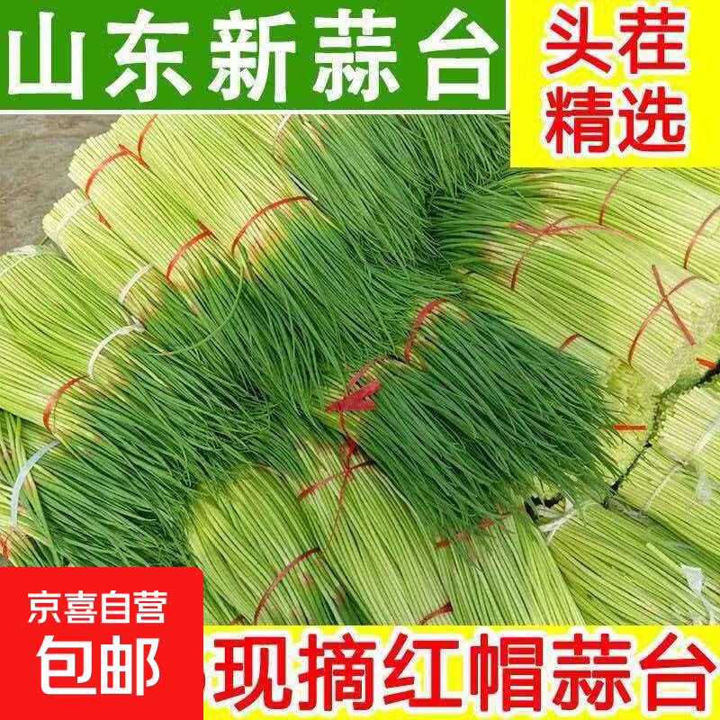 京喜加山东现摘红帽蒜苔蒜台产地生鲜蔬菜炒肉搭档超市批发2026头茬蒜薹 1斤净重