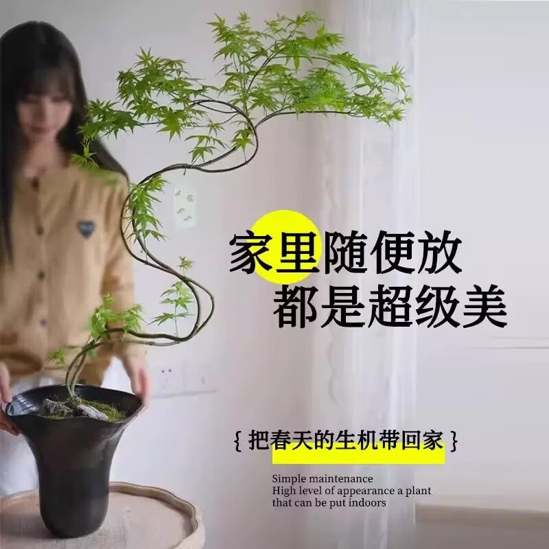 流泉枫盆栽绿植飘枝造型书房客厅植物黄金柳泉网红禅意盆景好养活 造型黄金流泉枫70-80厘米高赠肥