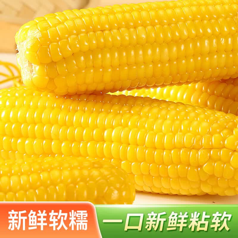 佟创东北黄糯玉米棒 新鲜甜糯玉米棒 代餐轻食真空包装黏粘玉米 糯玉米约12棒 净重5斤【囤货优选】