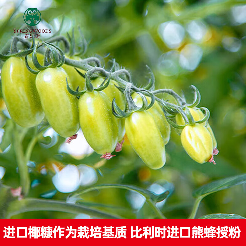 大理春沐源绿色樱桃小番茄生食礼盒脆甜多汁新鲜整箱串收新鲜 3斤装