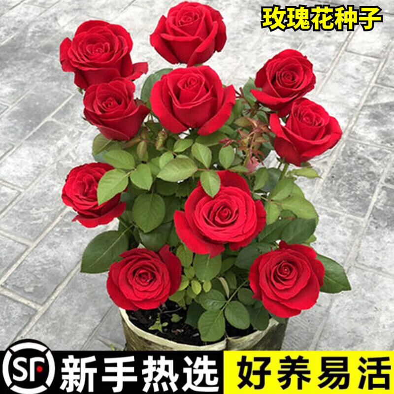 京厽玫瑰花种籽子四季播种开花易活室内花卉植物盆栽室外庭院鲜花种子 月见草1包约200粒