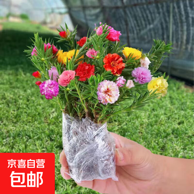重瓣太阳花苗混色带根带土带花苞盆栽进口多色宿根枝条大花庭院 【混色】重瓣8-10颗 【带根】