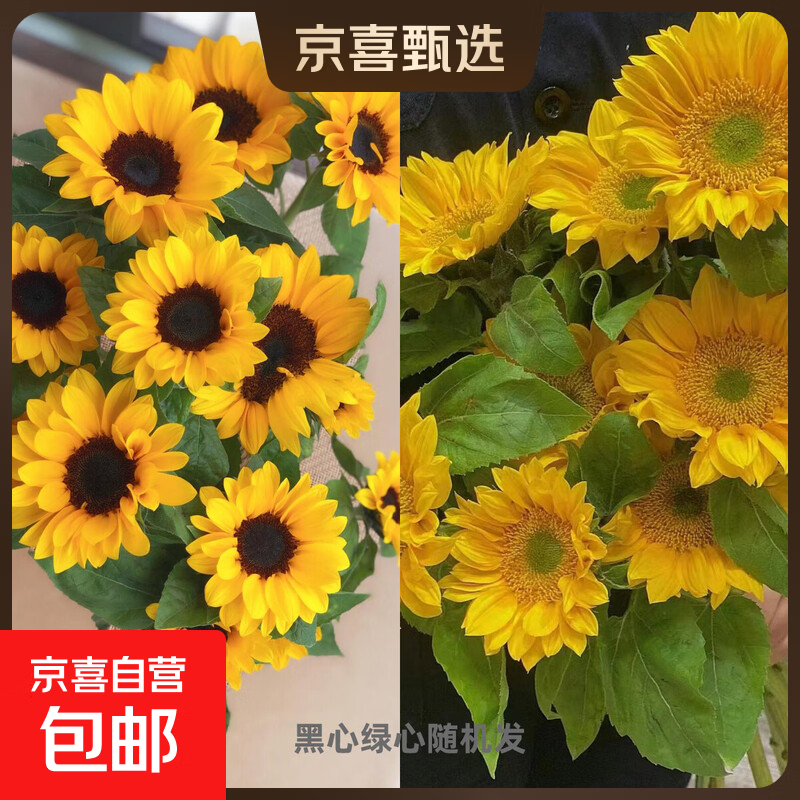 云南基地直发向日葵家庭水养插花母亲节520送妈妈  爱人暖心礼物 向日葵10支（黑心绿心随机发）