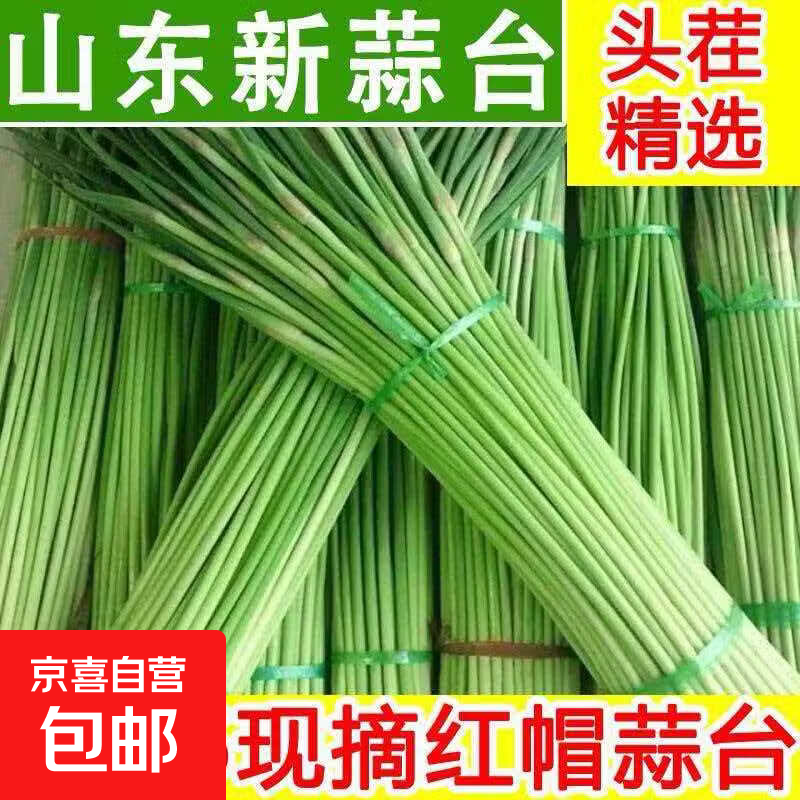 山东红帽蒜苔应季蒜薹现摘蒜台生鲜蔬菜超市批发新鲜脆嫩2026头茬 5斤（净重）