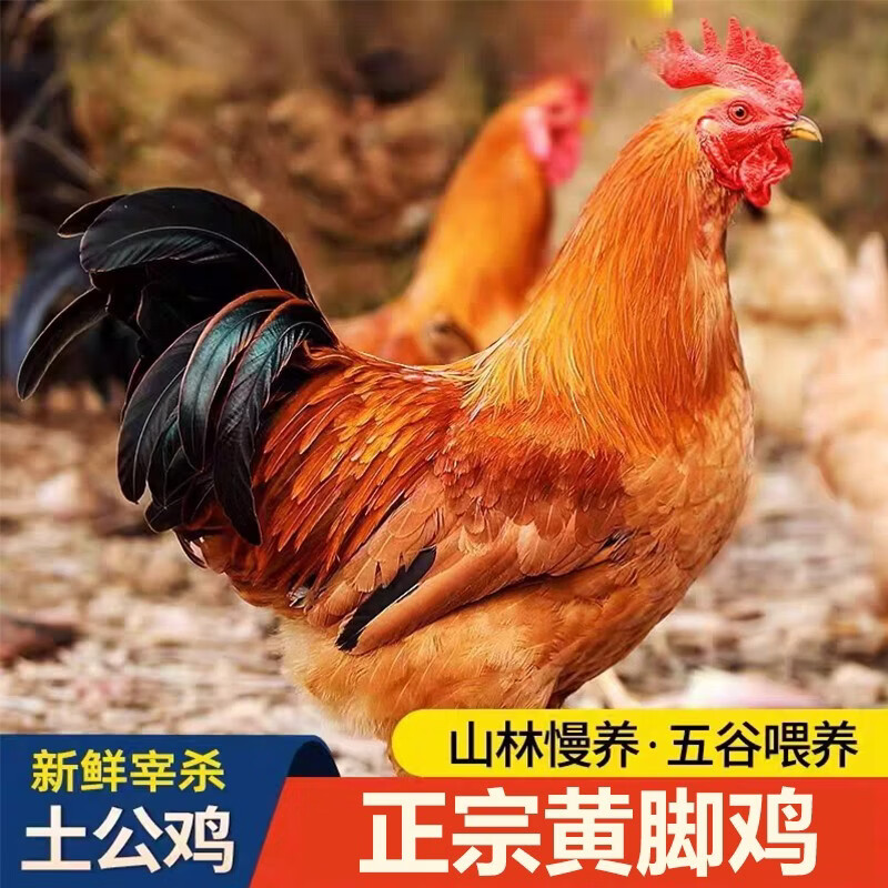 农村散养土鸡肉纯粮食黄脚鸡现杀农家跑山鸡生态走地鸡虫草鸡 规格