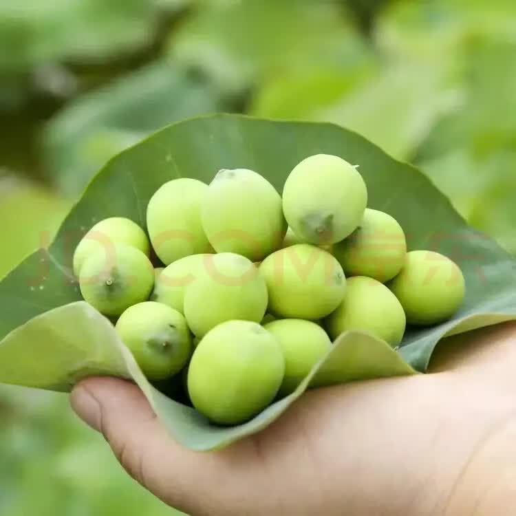 现剥嫩莲子江西瑞金红土地白莲新鲜嫩绿壳生吃孕妇鲜水果新鲜采摘 1斤带壳鲜莲