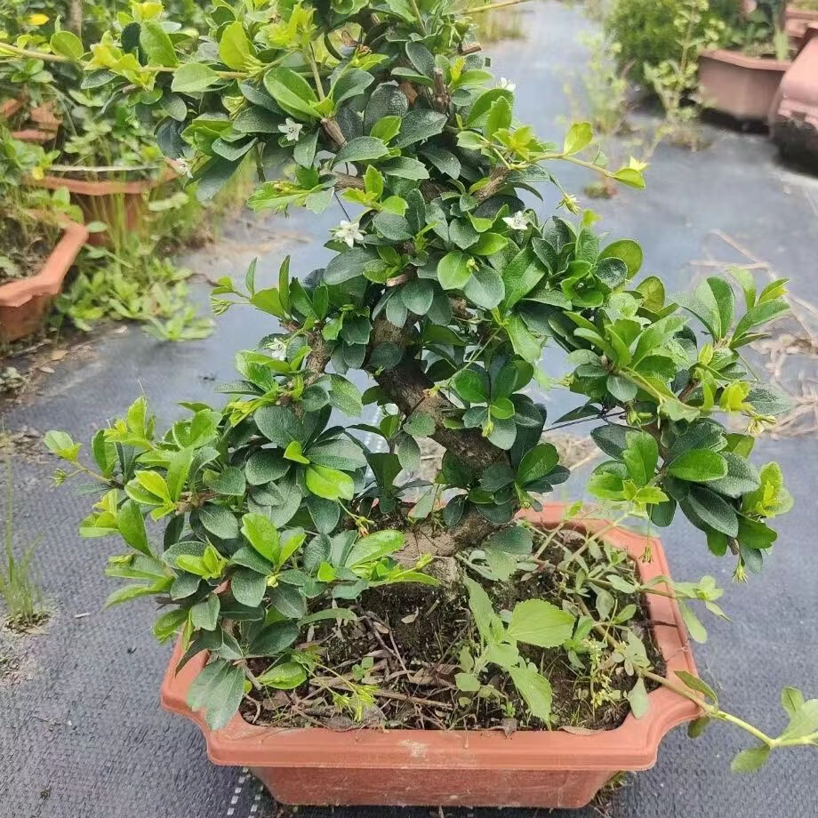 蓝谷花语s型福建茶老桩盆栽客厅好养禅意绿植花卉四季常绿植物办公桌桌摆 中号提根S款老桩福建茶原盆(35-45厘米高) 含盆正品热卖