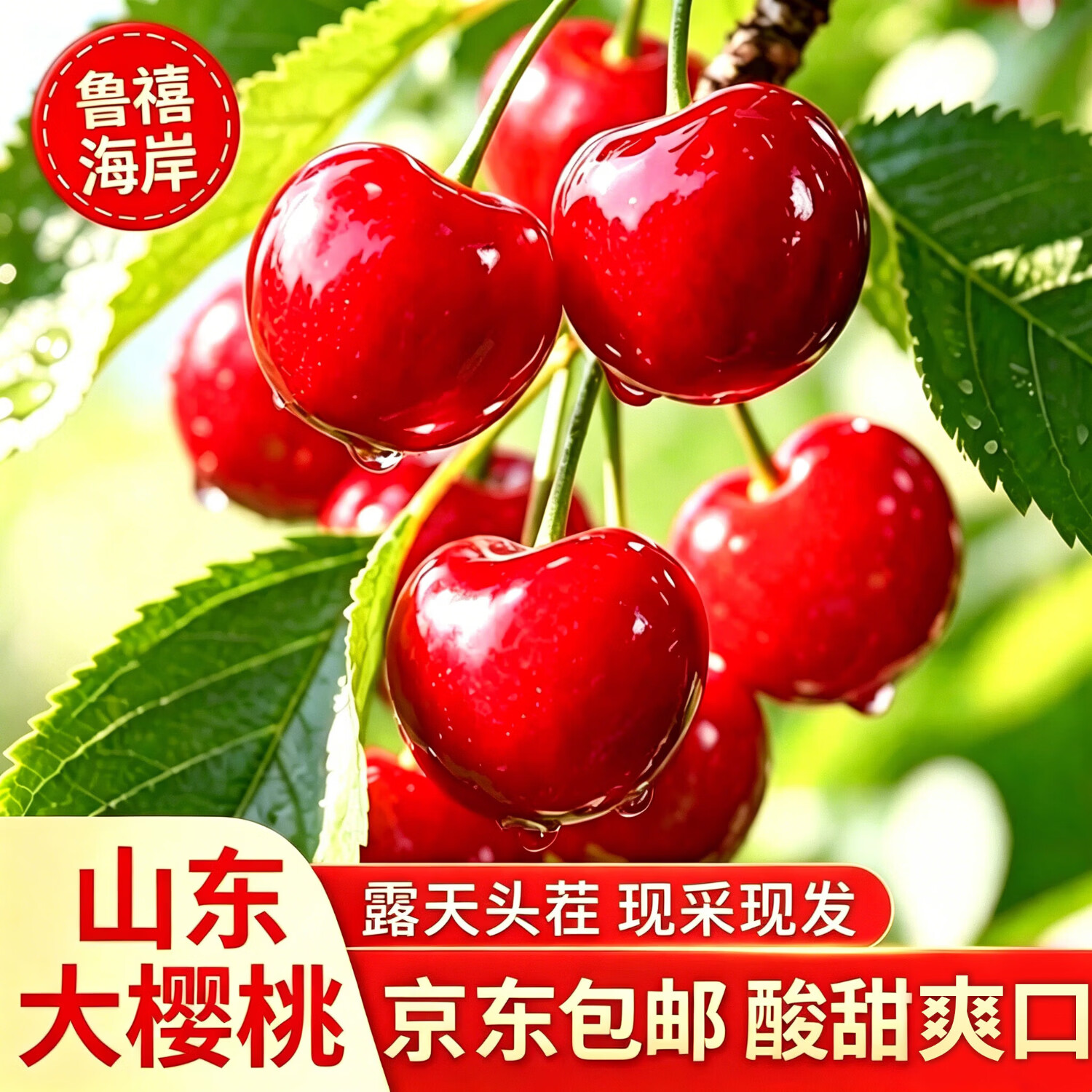 鲁禧海岸露天山东大樱桃国产车厘子【产地直采现货】JD物流多地次日达 4斤(净重) 带箱5斤单果22-26mm