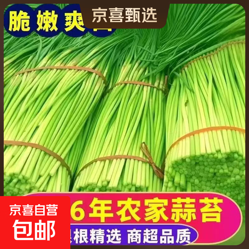 2026年头茬河南农家自种新鲜红帽长蒜苔 现摘现发 应季时令蔬菜 头茬鲜蒜薹 1斤装（长30到50公分）