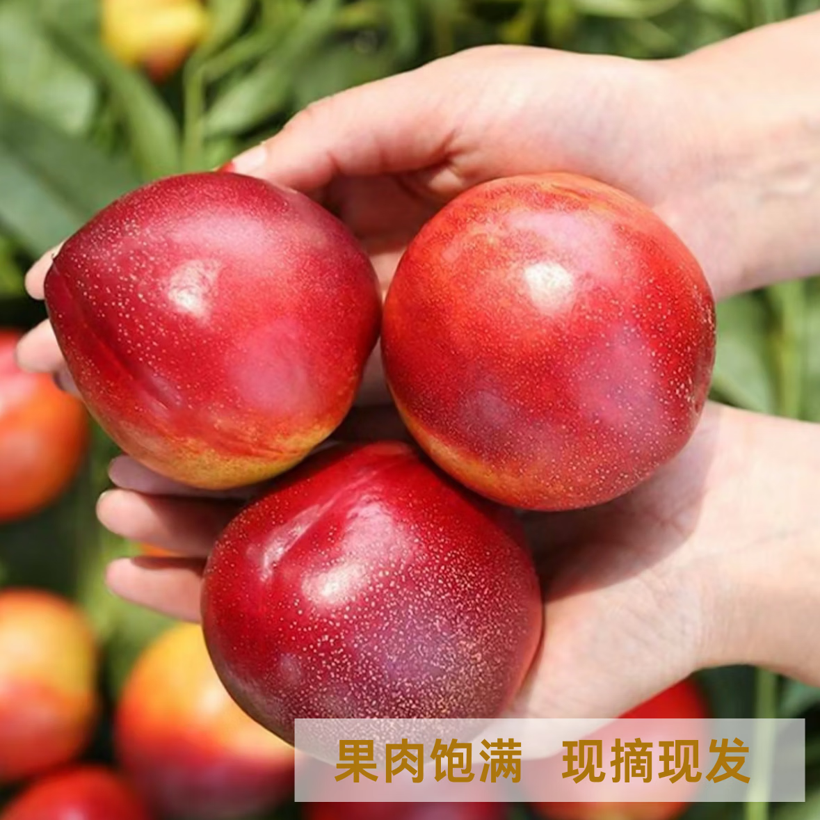 薏品甄鲜山东聊城油桃 新鲜头茬桃子 当季应季水果 脆甜多汁 源头直发 净重3斤【单果60g+】