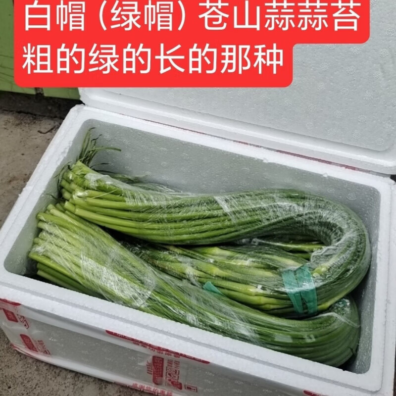 2025山东金乡苍山长蒜苔农家种植蒜苔新鲜蔬菜白帽现采现发 2025 2025年红帽金乡蒜蒜苔5斤