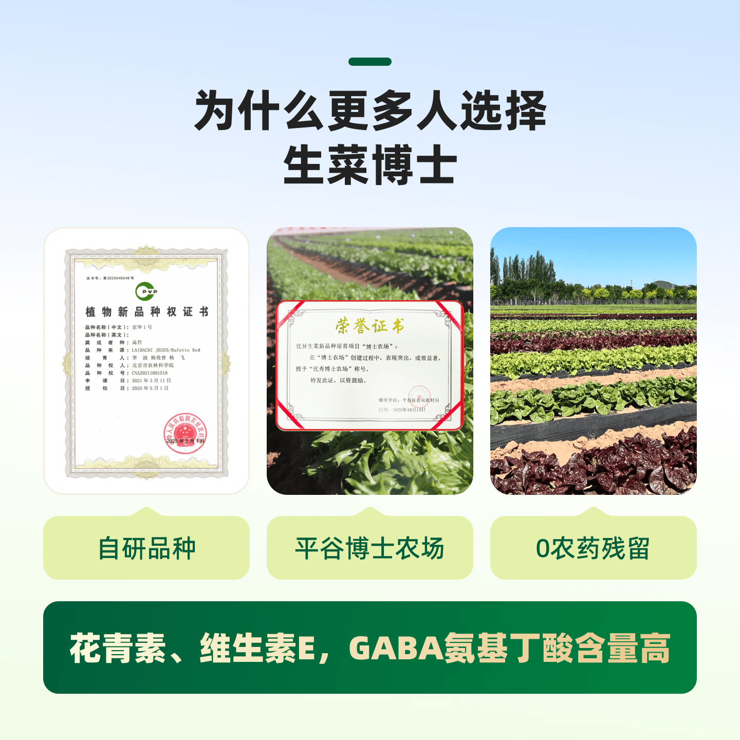 生菜博士 生菜组合(3-5种生菜) 富含维E 花青素 GABA氨基丁酸 现采现发 2斤
