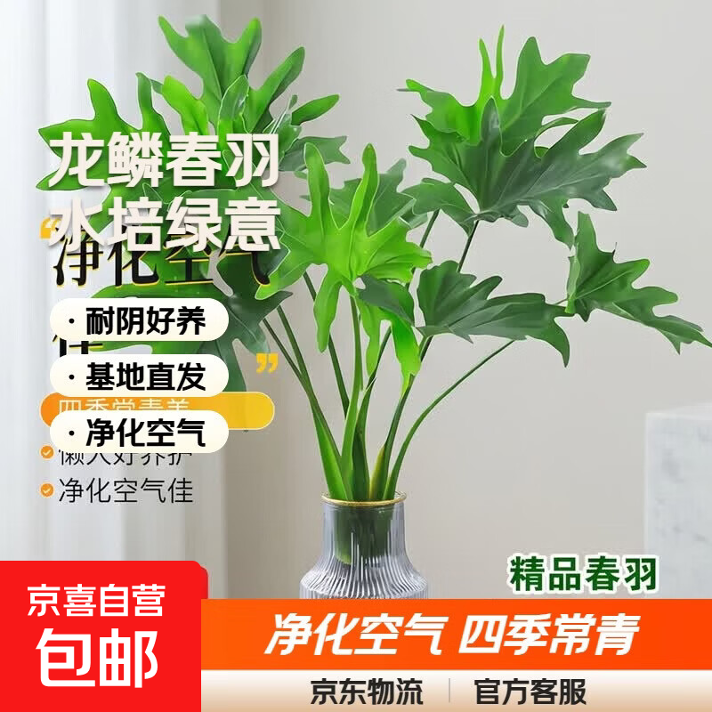 年宵花富贵竹龙鳞春羽水培植物春节过年装饰绿萝盆栽花卉绿植年货 精品春羽40-50cm【3棵】送营养液