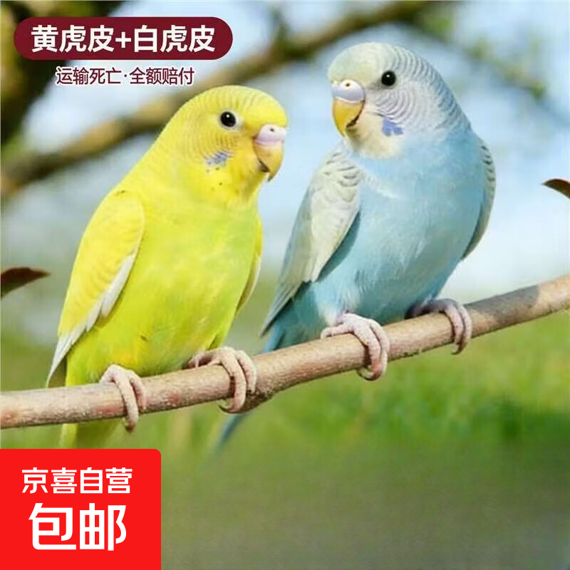 鹦鹉活鸟虎皮鹦鹉鸟类小鸟会学说话的鸟手养宠物小型鹦鹉一公一母 虎皮黄+白一公一母