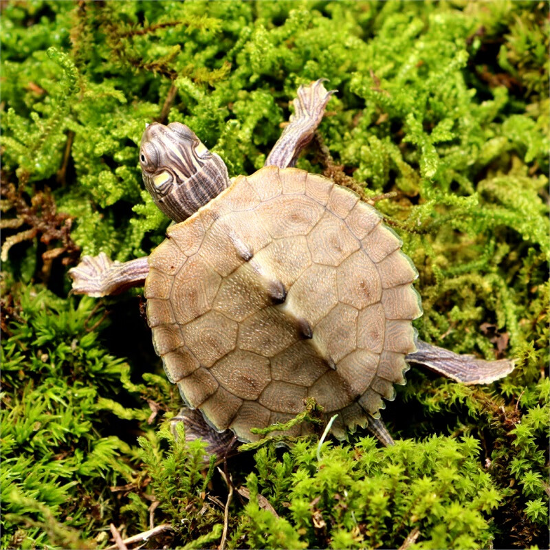 鱼多趣宠物地图龟苗深水龟活体宠物龟美国密西西比地图龟包运输风险地图龟 2-3厘米