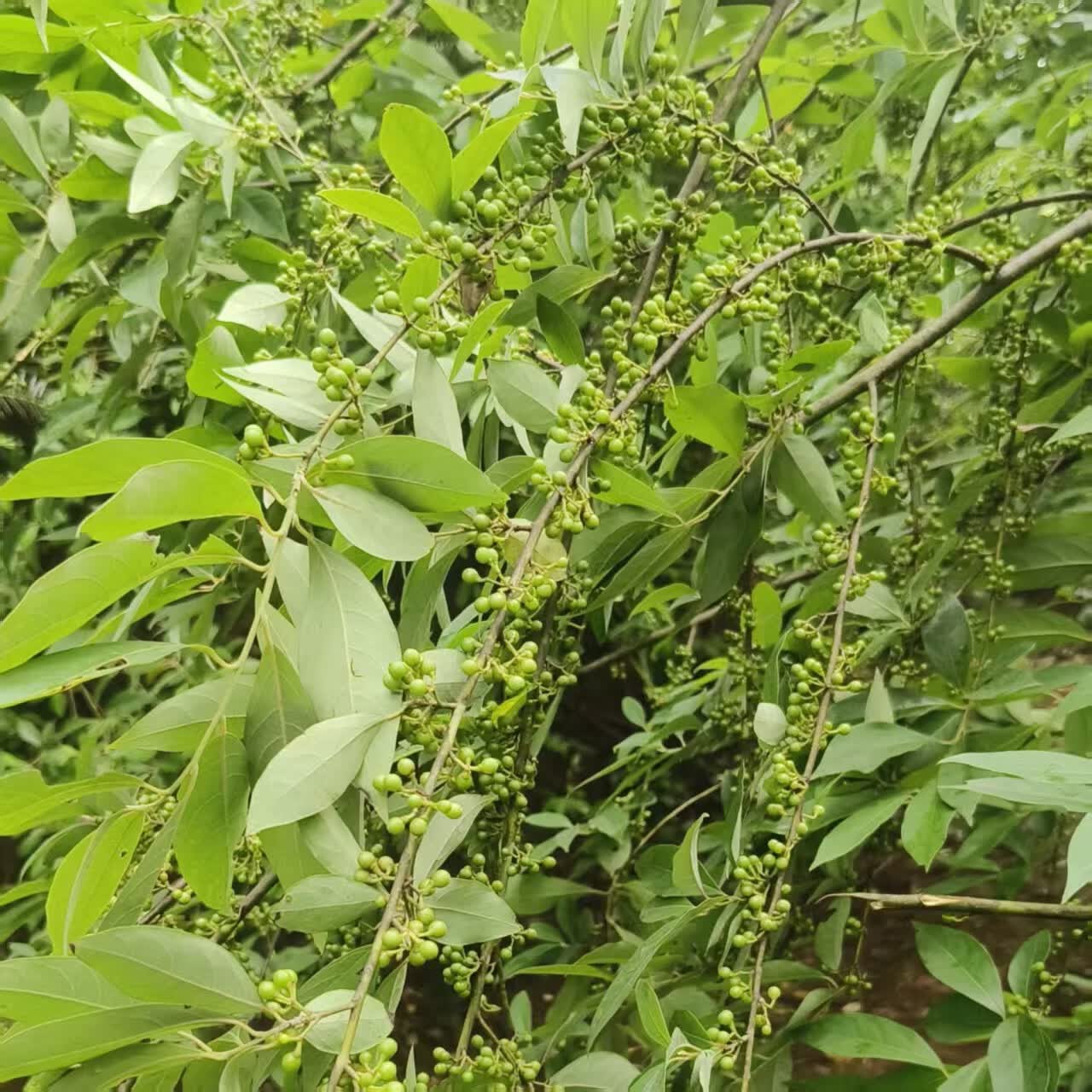新鲜现摘木姜子山苍子木香子木樟子山胡椒山姜子辣姜子顺丰包邮 现摘木姜子 大小随时间推移慢慢变大 2斤