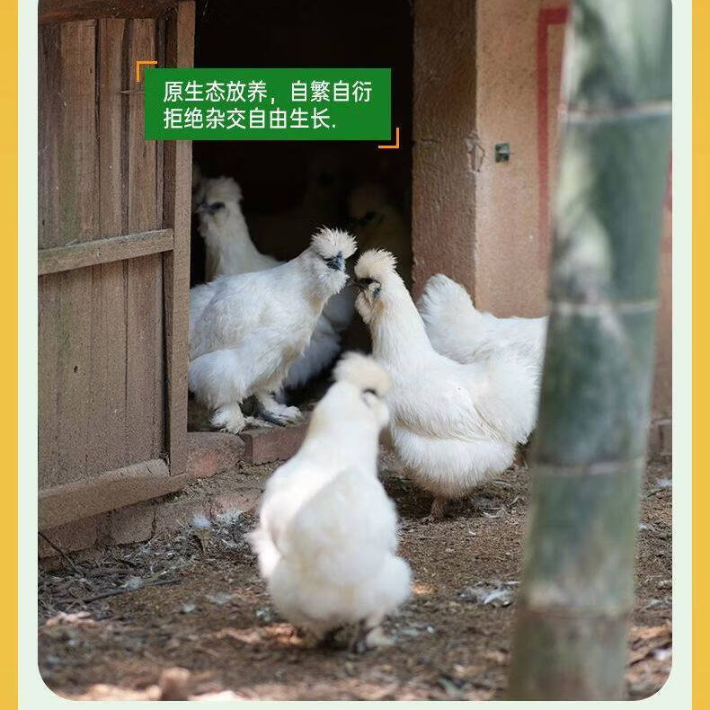 泰和原种乌鸡整鸡现宰现发农家五谷散养走地鸡山鸡真空包装滋补 660g