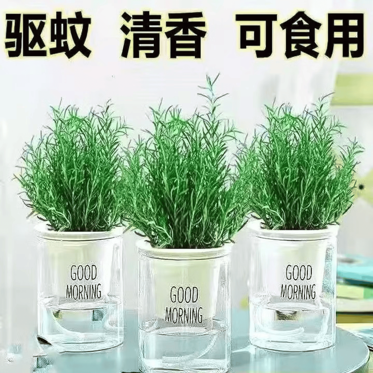 薄荷迷迭香盆栽可食用绿植桌摆驱蚊好养易活清香提神净化空气植物 各一盆