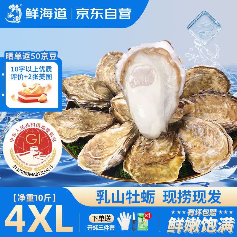 鲜海道乳山生蚝鲜活乳山牡蛎4XL 净重10斤 20-28只生鲜 源头直发