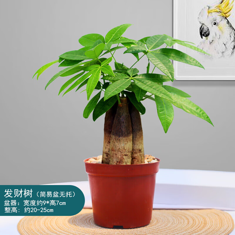 叹为观止发财树盆栽桌面玻璃水培植物树摇钱树室内四季常绿好养易活小盆栽 120#原盆三杆发财树 带盆栽好