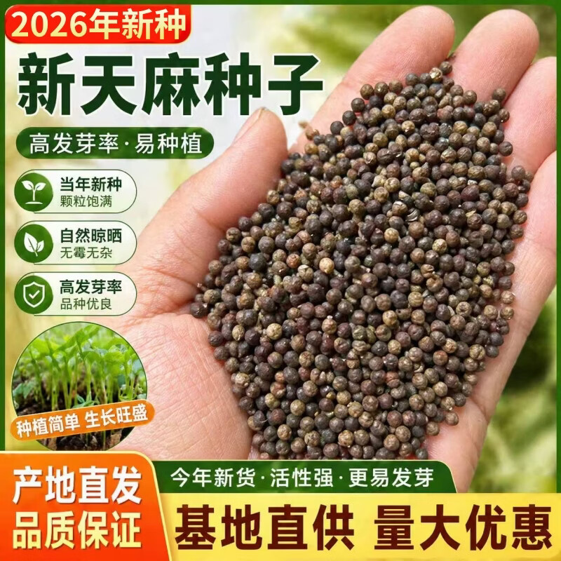 精品天麻新种籽天麻籽天麻种子盆栽易种室外植物 天麻种子约300粒