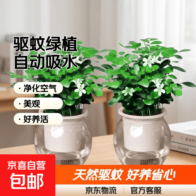 九里香吸水盆共2盆 9.99元 - 线报酷