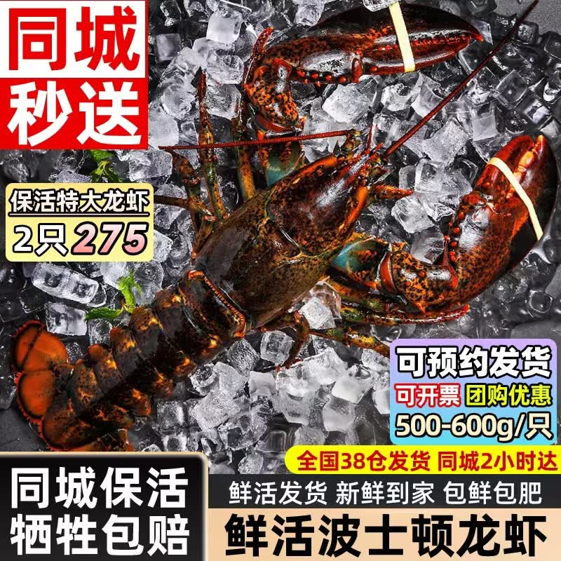 海仙津【活鲜】波士顿龙虾鲜活波龙 大龙虾鲜活虾类礼盒大虾年货礼盒 500-600g 波龙*2只净重【闪送保活】