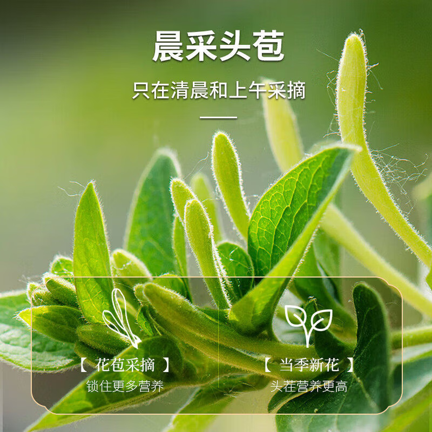 同仁堂(TRT)特级金银花天然正宗干金银花茶罐装清火消火野生养生茶中药材泡茶 【头茬新货】560g共四罐 140g*4罐