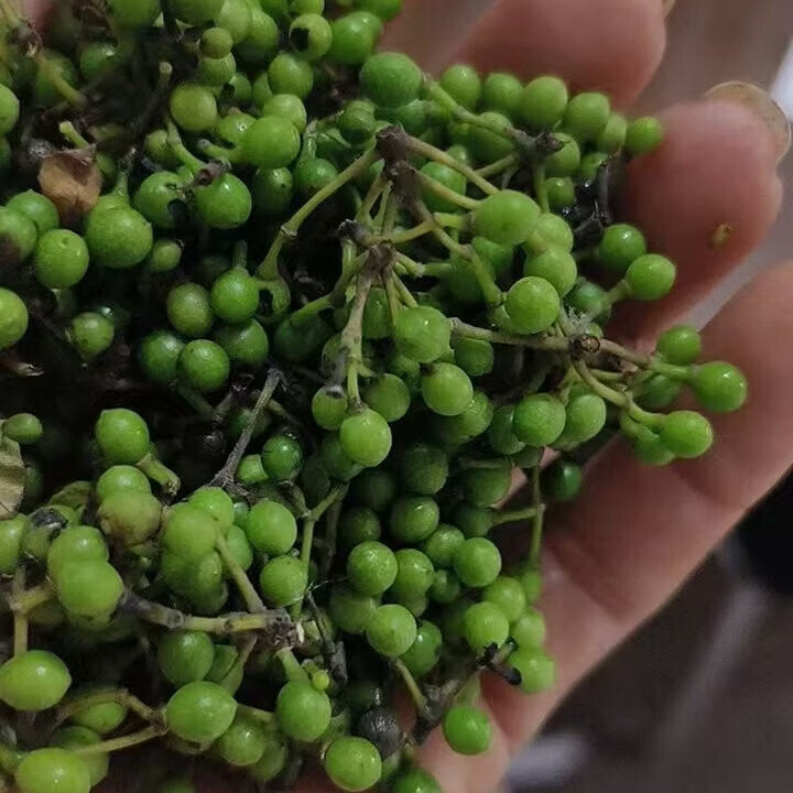 新鲜现摘木姜子山苍子木香子木樟子山胡椒山姜子辣姜子顺丰包邮 现摘木姜子 大小随时间推移慢慢变大 2斤