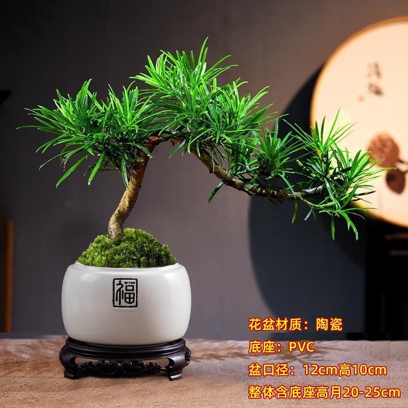 蓝谷花语罗汉松盆栽室内外正宗雀舌绿植阳台户外庭院老桩造型高档盆景 稀缺飘枝贵妃罗汉松(不带盆发货)