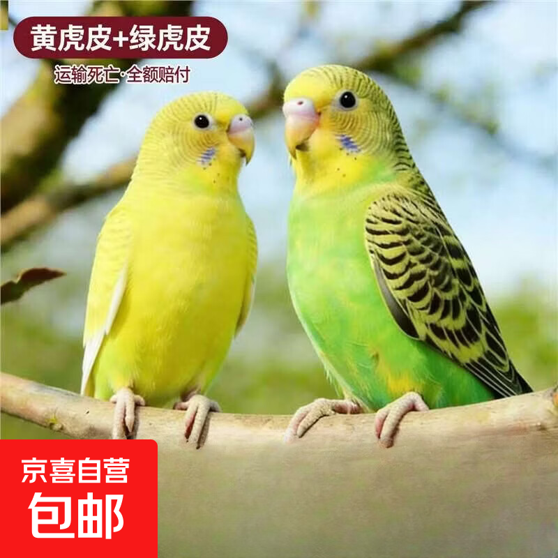 鹦鹉活鸟虎皮鹦鹉鸟类小鸟会学说话的鸟手养宠物小型鹦鹉一公一母 虎皮黄+绿一公一母