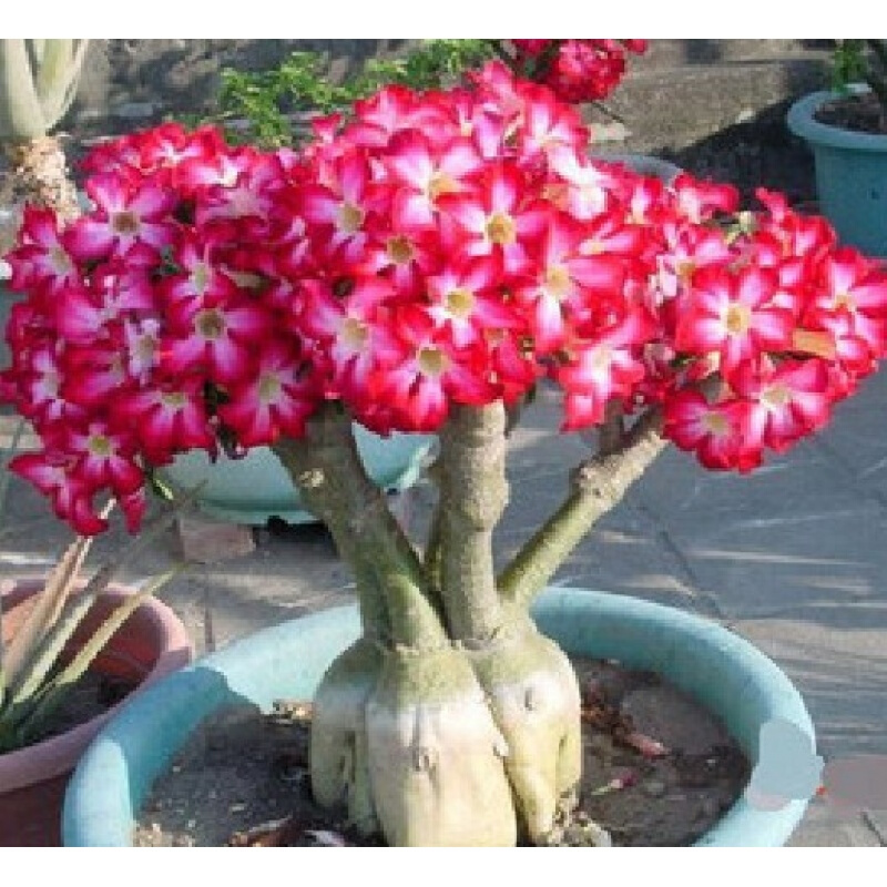 多彩重瓣沙漠玫瑰盆栽大花苗室内办公桌绿植花卉桌面盆景多肉植物