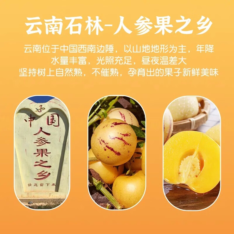 译蒙之味正宗云南人参果树上熟人生果圆果当季水果新鲜大果孕妇清甜整箱 5斤大果【单果80-100g】商超品质