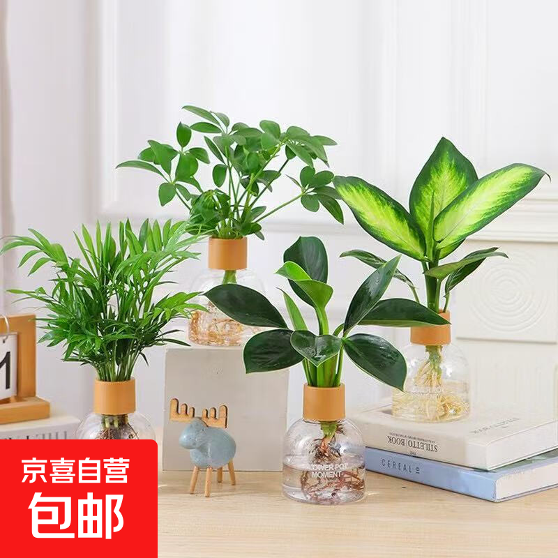 【渠道专享】4盆水培植物室内好养新房办公室吸除甲醛四季带瓶 【超值4盆装】如图植物4颗+4个水培香薰树脂瓶