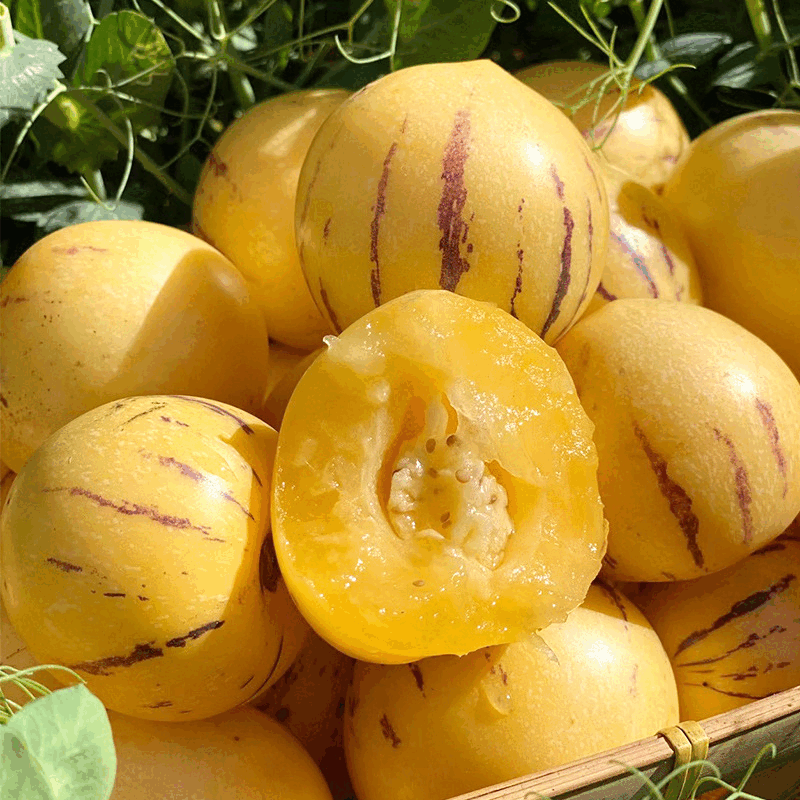 译蒙之味正宗云南人参果树上熟人生果圆果当季水果新鲜大果孕妇清甜整箱 5斤大果【单果80-100g】商超品质