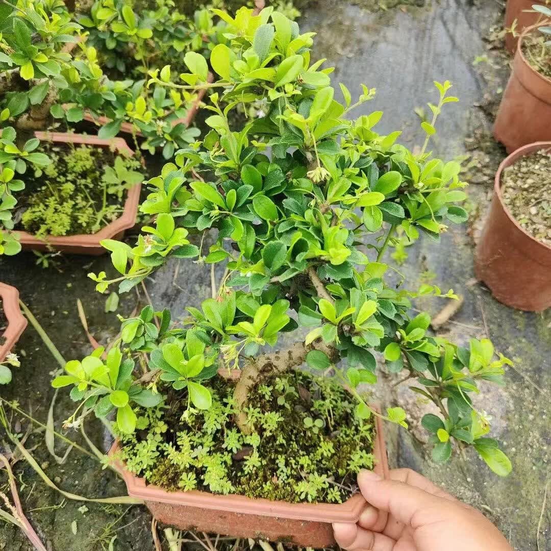 蓝谷花语s型福建茶老桩盆栽客厅好养禅意绿植花卉四季常绿植物办公桌桌摆 中号提根S款老桩福建茶原盆(35-45厘米高) 含盆正品热卖