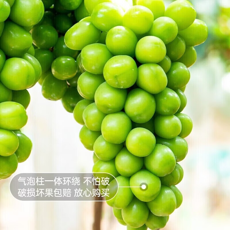 东鲜丰云南阳光玫瑰葡萄青提晴王香印水果现摘现发 净重4斤【单果8g+】