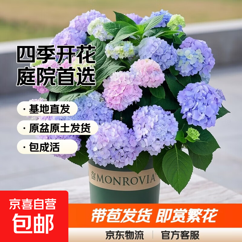 绣球花苗无尽夏带花苞四季开花绣球花盆栽庭院好养花卉植物室内花 无尽夏【大花绣球-无尽星河】 精品大苗【带花苞】原盆宽18cm高45cm冠35