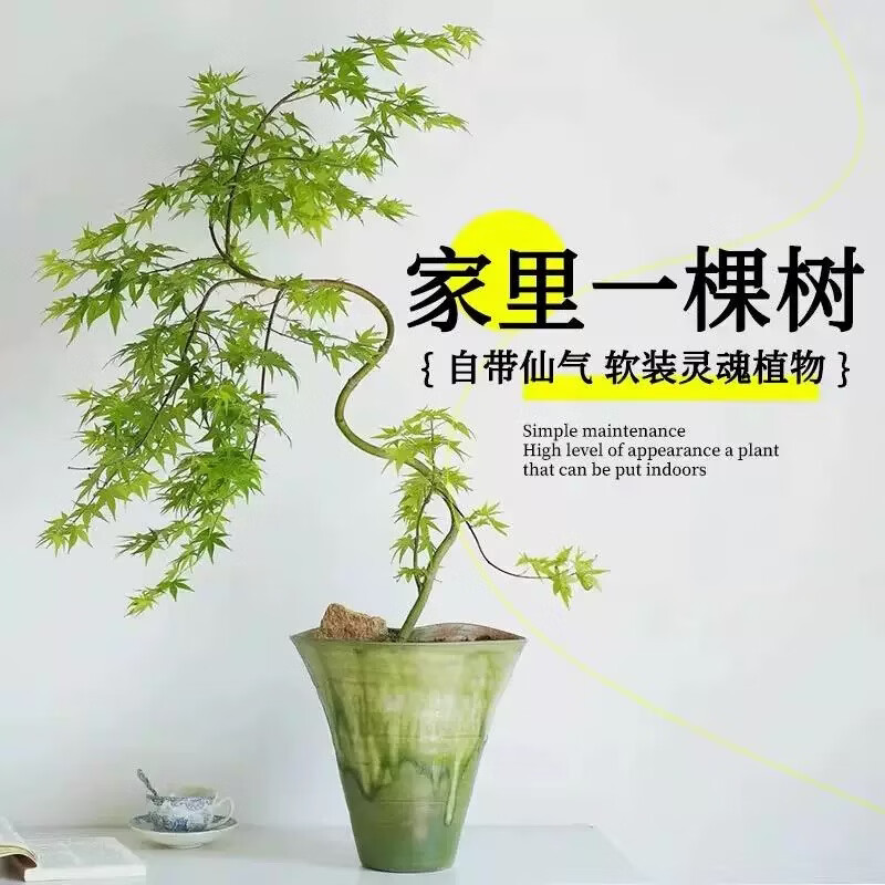 流泉枫盆栽绿植飘枝造型书房客厅植物黄金柳泉网红禅意盆景好养活 造型黄金流泉枫70-80厘米高赠肥