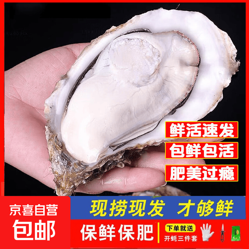 鲜活乳山牡蛎新鲜乳山生蚝海蛎海鲜贝类包鲜包活到家5斤10斤净重 【5X大肥蚝】10斤箱约16-22只