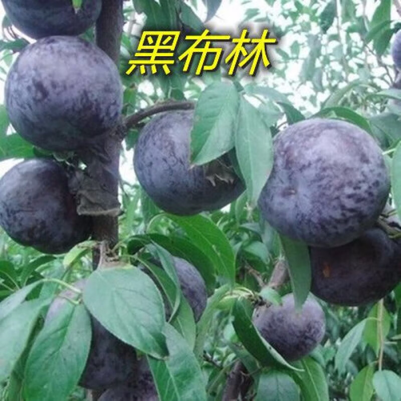 嫁接黑布林李子树苗早熟特大红心脆李三华李南北方种植地栽果树苗 黑