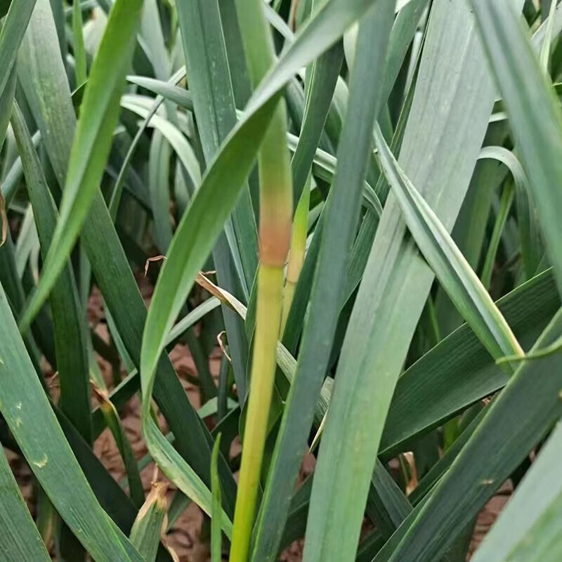 2025山东金乡苍山长蒜苔农家种植蒜苔新鲜蔬菜白帽现采现发 2025 2025年红帽金乡蒜蒜苔5斤