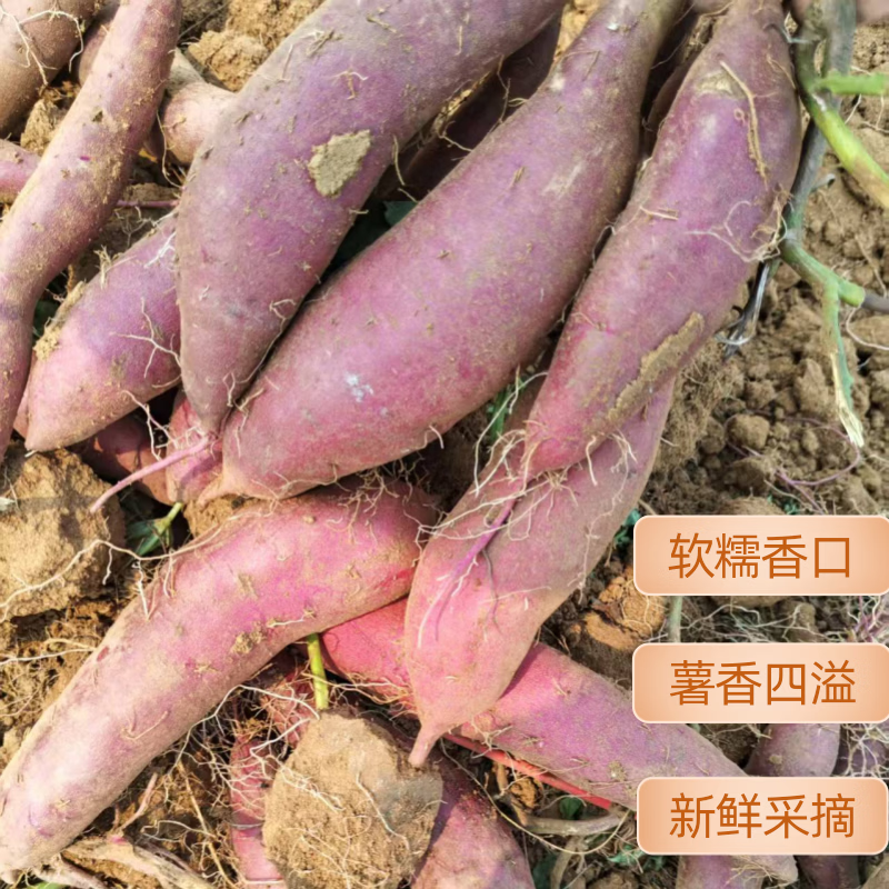 湛江现挖海山香薯新鲜蜜薯低脂粗粮小紫薯沙地紫薯新鲜软糯紫心薯 【粗粮代餐】湛江小紫薯  净重4.5斤 京东折扣/优惠券