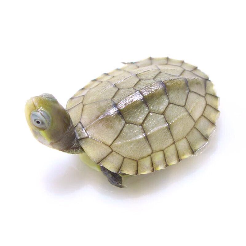 北石小青皖南乌龟活物南石苗观赏纯种缘三黄活体 小青龟2~3cm 1只单身