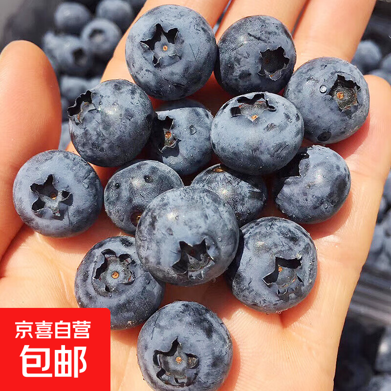 国产云南蓝莓 大果蓝莓 精选孕妇新鲜生鲜水果 12盒装 多买多划算【带盒100g-115g/盒】 【单果15mm+】