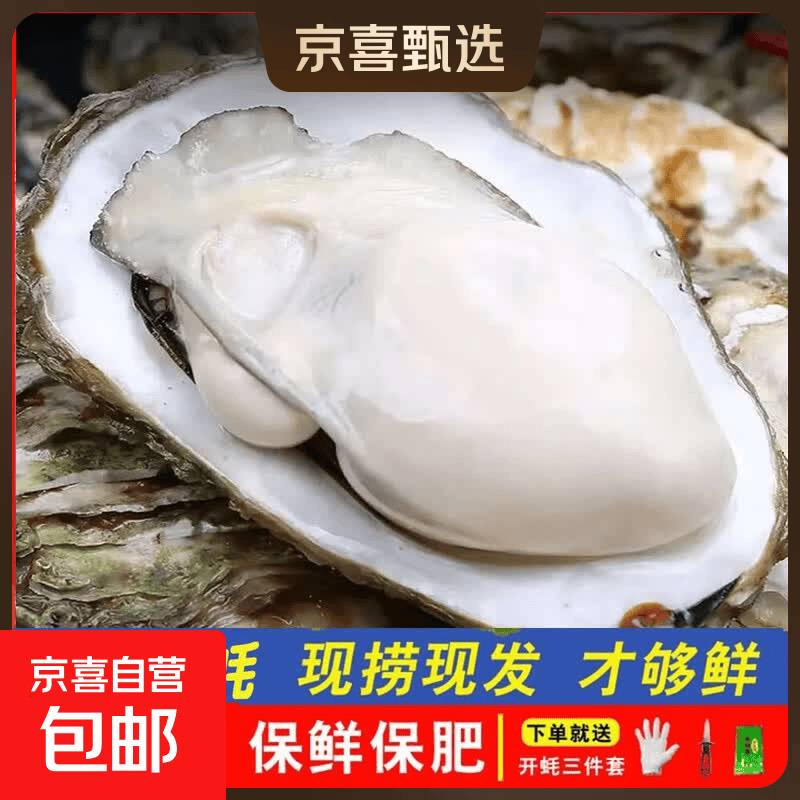 鲜活乳山生蚝新鲜牡蛎海蛎子5斤箱 4XL大蚝（9-14只每箱）净重5斤生蚝