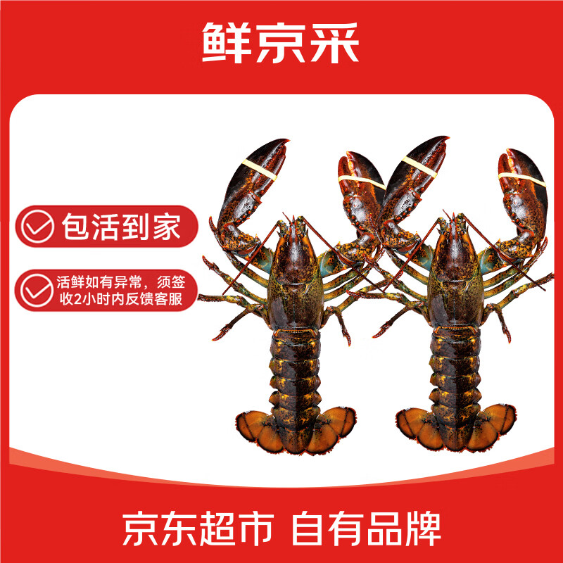 鲜京采 鲜活波士顿龙虾 净重400-500g/只*2只装 保活到家 源头直发